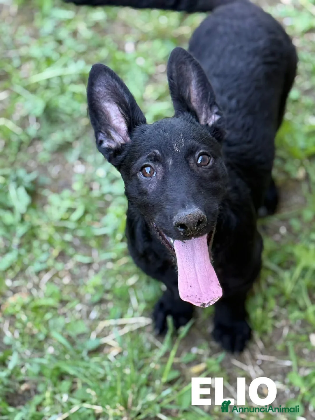 Meticcio cani in regalo: ELIO, fantastico lupetto! TG MEDIO CONTENUTA - Annuncio 2