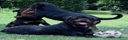 Rottweiler cani in vendita: Rottweiler con pedigree pagamenti agevolati  - Annuncio 4