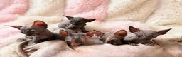 Sphynx gatti in vendita: Sphynx o gatto nudo - Annuncio 5
