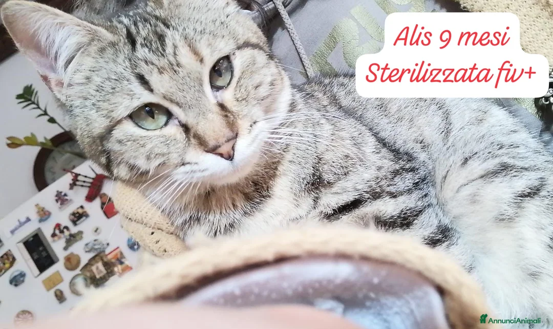 Altre razze gatti in regalo: Gattini destinati alla colonia  a Provincia di Ferrara - Annuncio 9