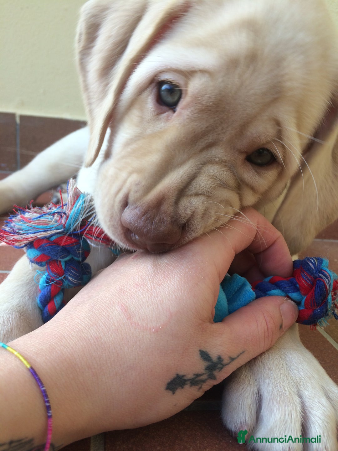 Labrador cani per accoppiamento: Seven cerca fidanzata.🐾🩵 - Annuncio 6