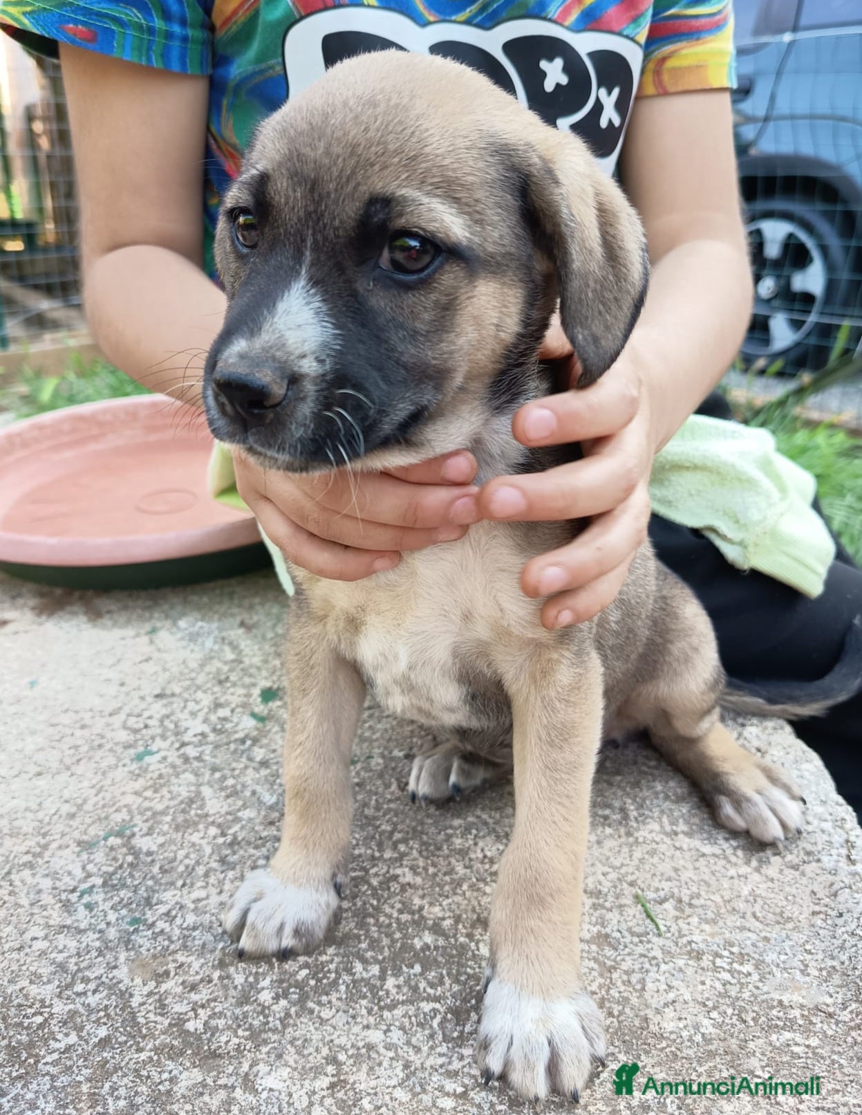 Meticcio cani in regalo: UNA MAMMA PER GRACE - Annuncio 3