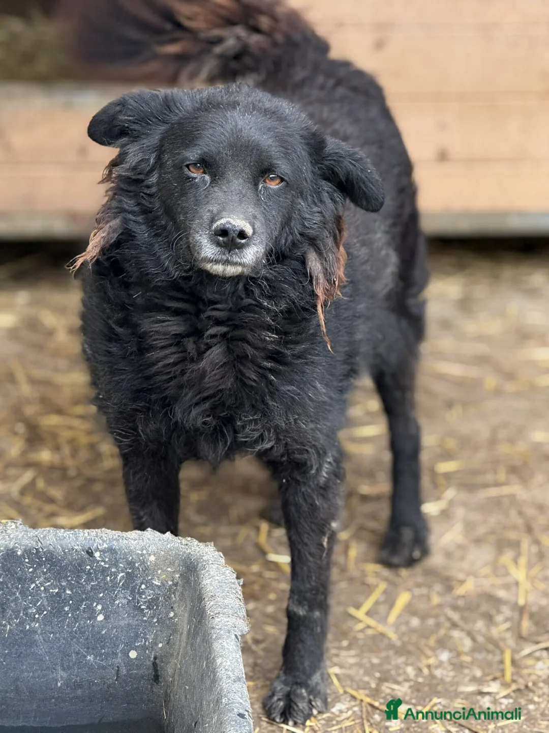 Meticcio cani in regalo: BARK, cagnolina dimenticata da tutti. - Annuncio 2