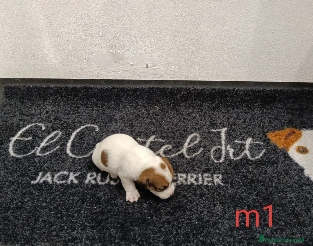 Jack Russell cani in vendita: Cuccioli di jack Russell pedigree Roi  - Annuncio 10