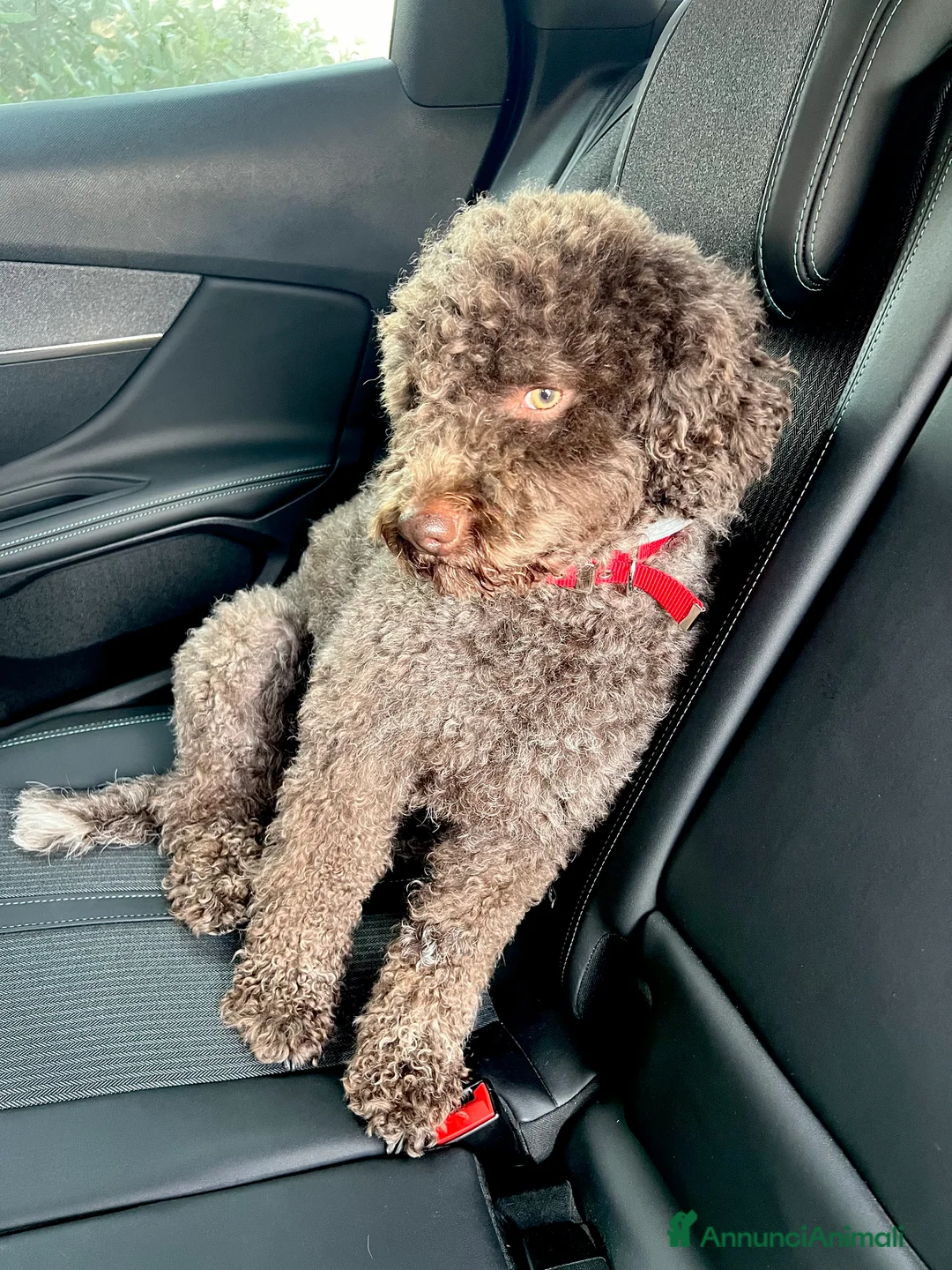 Lagotto cani per accoppiamento: Ottone cerca compagna 🧸 a Provincia di Arezzo - Annuncio 2