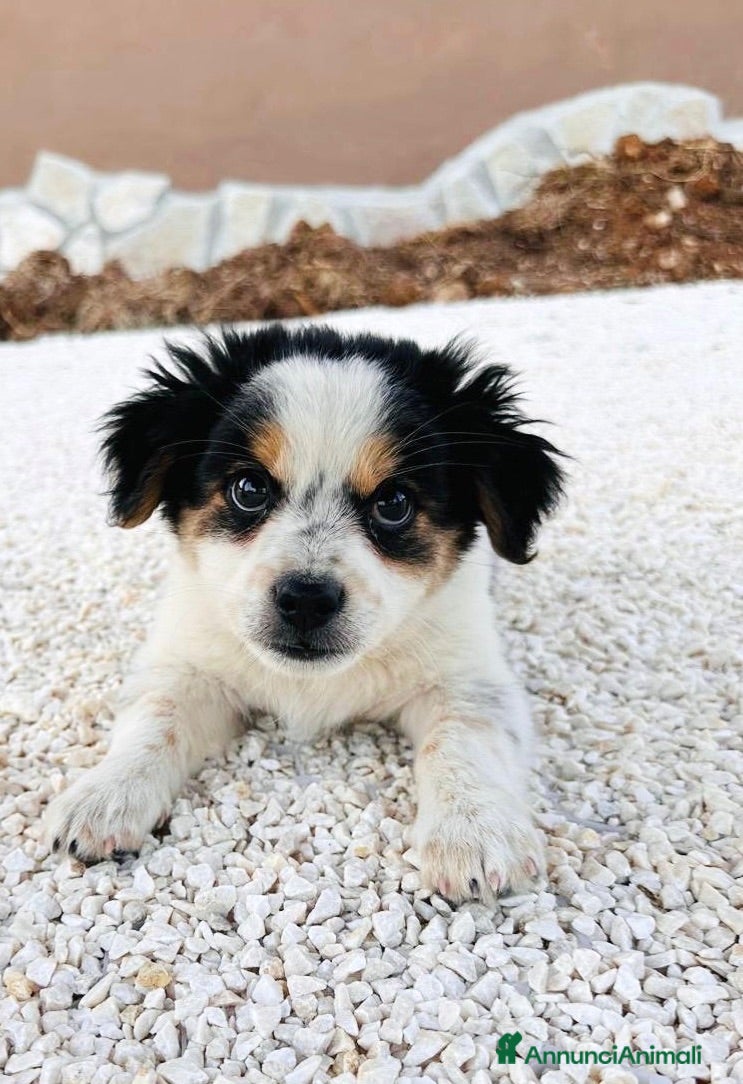 Meticcio gatti in regalo: Cucciolo maschio taglia piccola  - Annuncio 1