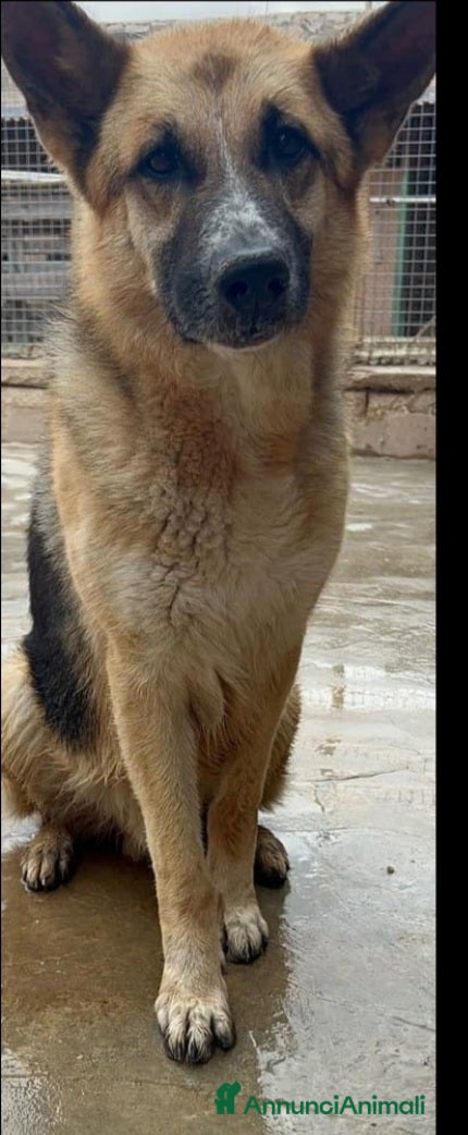Pastore Tedesco cani Pastore Tedesco adulto trovato magrissimo..SICILIA a Città metropolitana di Milano - Annuncio 3