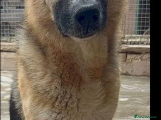 Pastore Tedesco cani Pastore Tedesco adulto trovato magrissimo..SICILIA a Città metropolitana di Milano - Annuncio 10