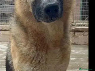 Pastore Tedesco cani Pastore Tedesco adulto trovato magrissimo..SICILIA a Città metropolitana di Milano - Annuncio 2