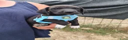 Meticcio cani in regalo: SESTO spettacolare cucciolo di 2 mesi ❤ - Annuncio 6