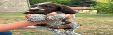 Spinone 1