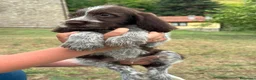 Spinone cani in vendita: Cuccioli di Spinone Italiano - Annuncio 4