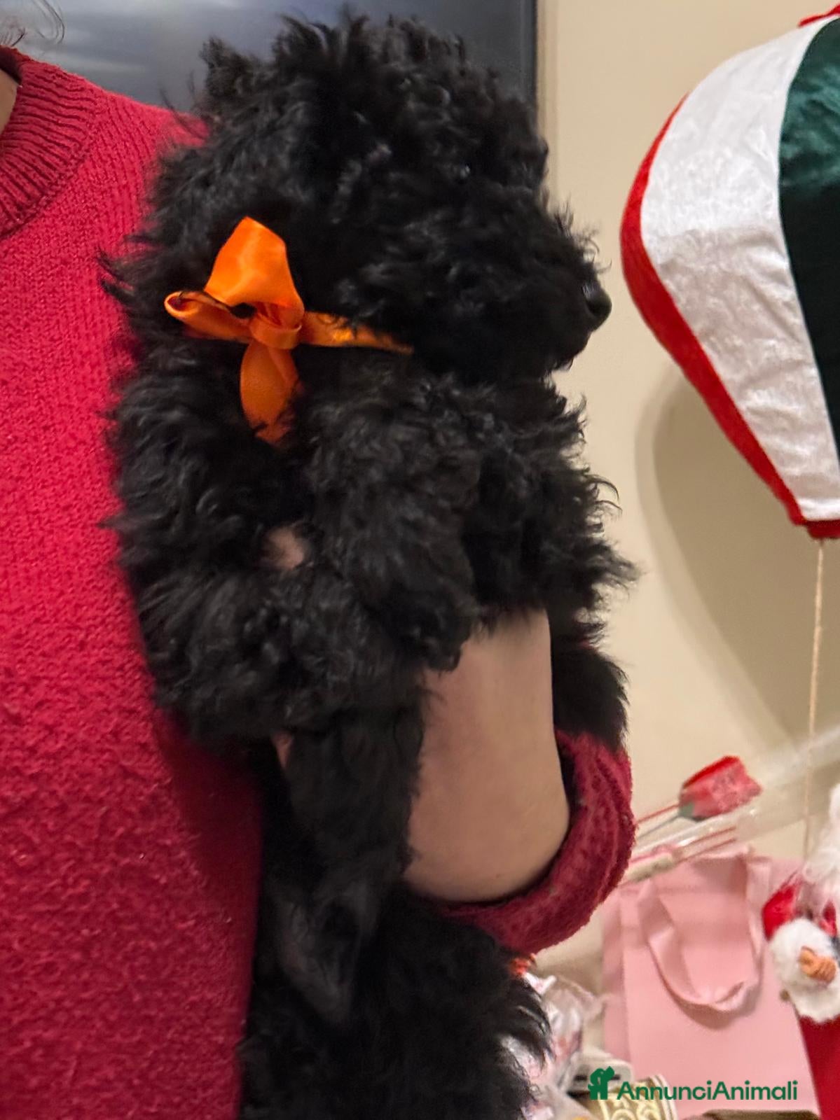 Barboncino cani barboncino - Annuncio 2