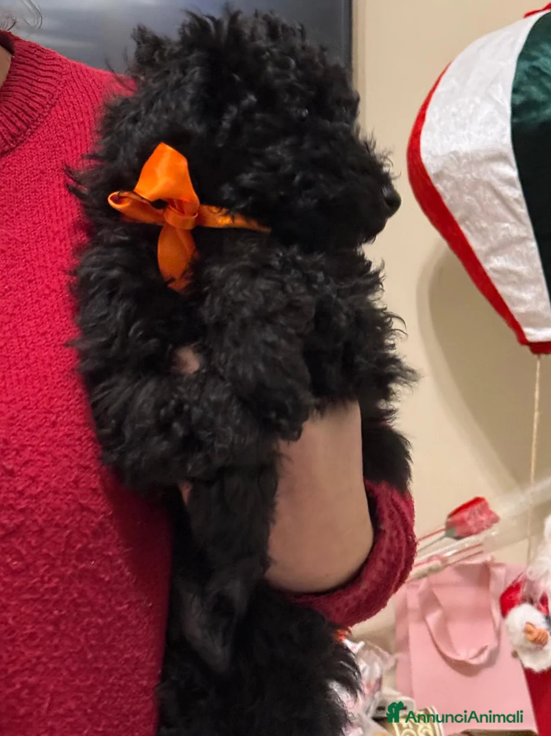 Barboncino cani in vendita: barboncino - Annuncio 2