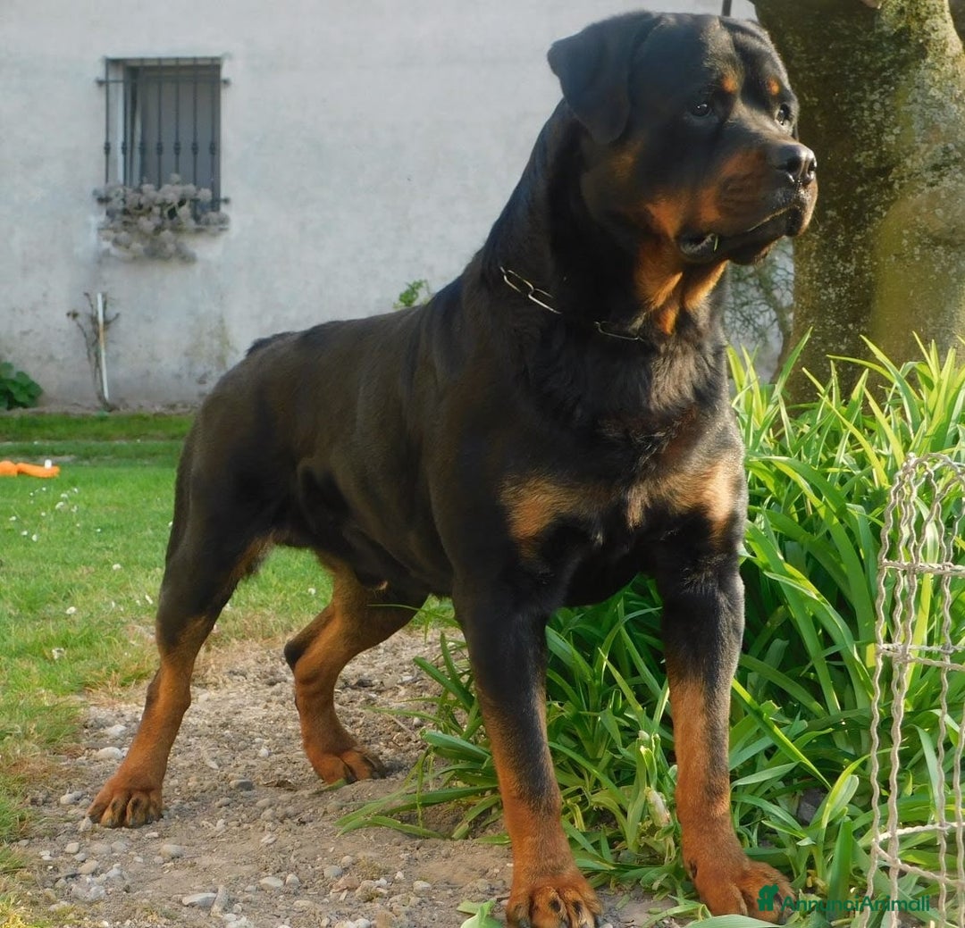 Immagine della galleria {{count}}