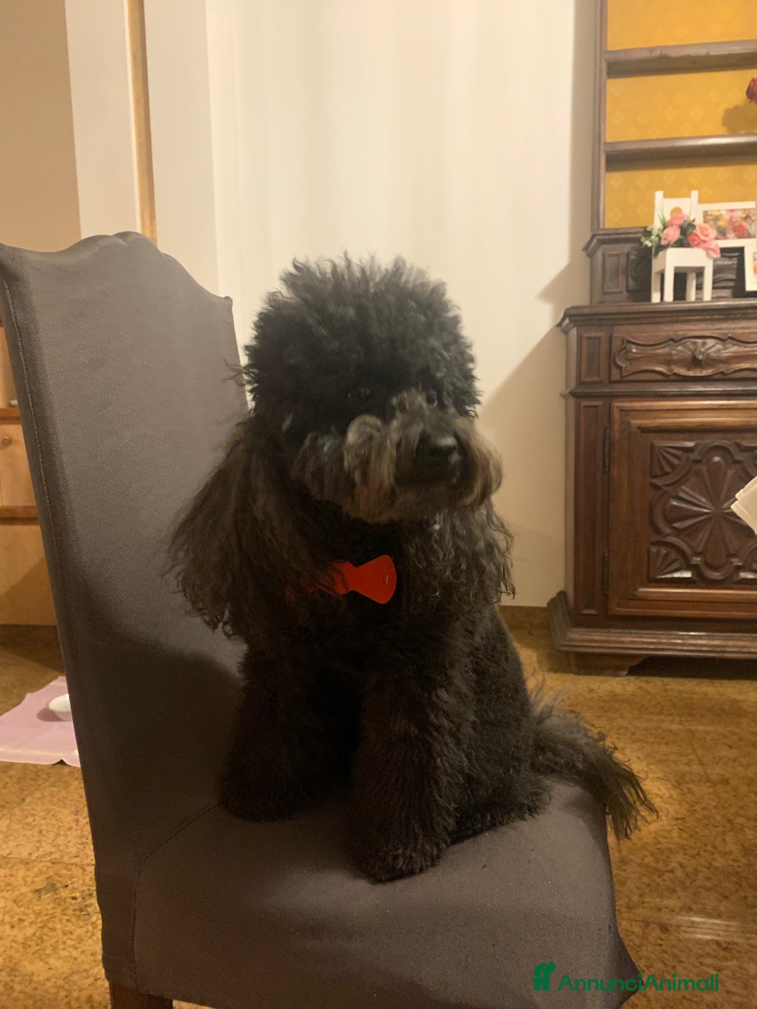 Barboncino cani Vendo cucciolo barboncino  - Annuncio 18