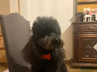 Barboncino cani Vendo cucciolo barboncino - Annuncio 18