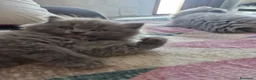 British gatti in vendita: Gattino british longhair  a Provincia di Verona - Annuncio 4