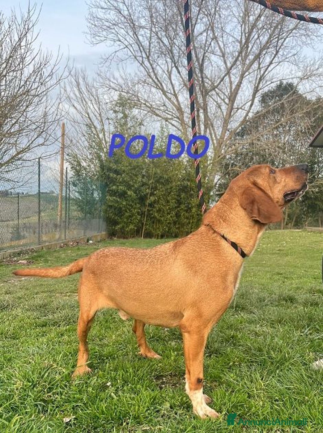 Meticcio cani in regalo: POLDO esuberante,affettuoso e buono 5-6anni - Annuncio 3