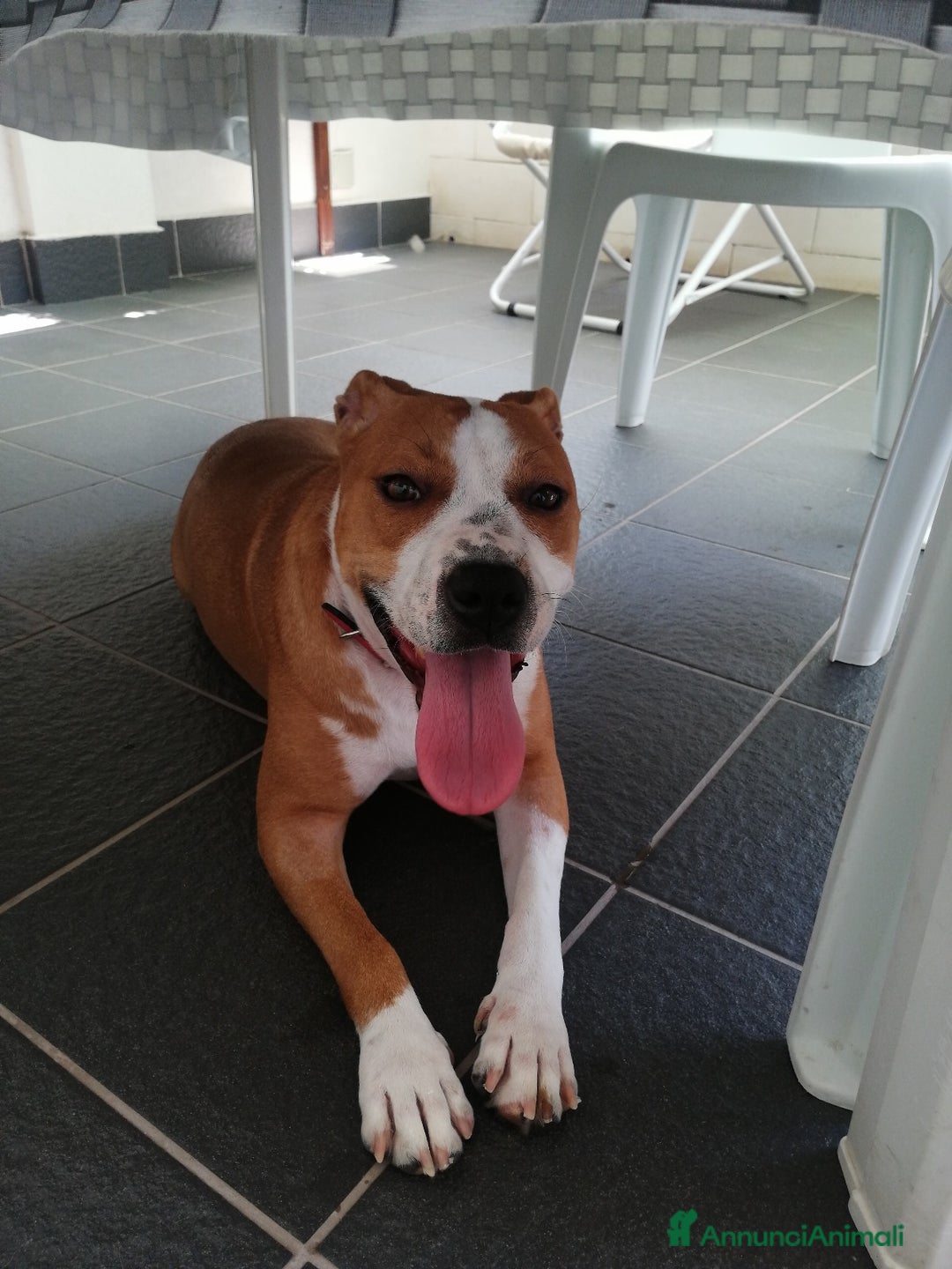 American Staffordshire cani in regalo: Cane in adozione - Annuncio 12