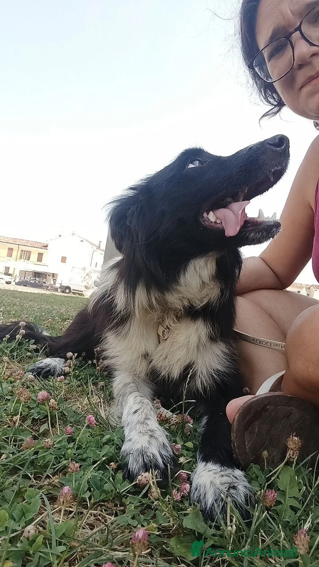 Border Collie cani in vendita: Stella - Border collie femmina di 1 anno - Annuncio 5