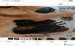 Shiba Inu cani in vendita: Shiba inu - Immagine 1