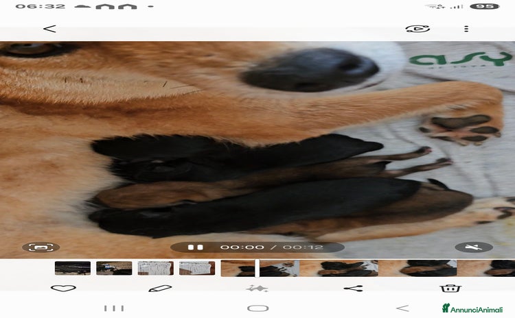 Shiba Inu cani - Annuncio 8