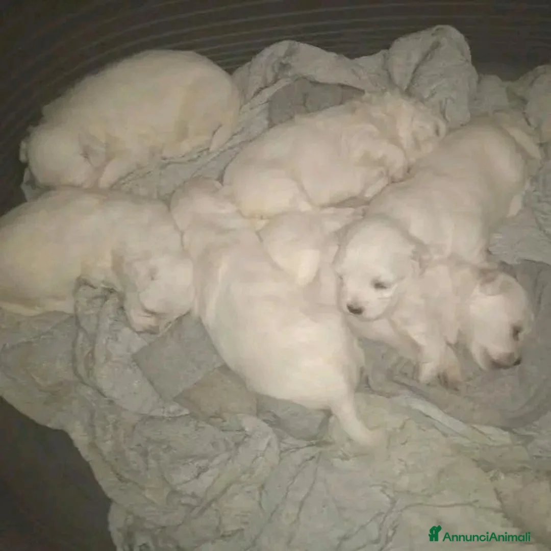 Maltese cani in vendita: vendesi cuccioli maltesi a Città Metropolitana di Bologna - Annuncio 2