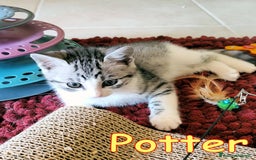 Europeo gatti in regalo: LULU' E POTTER DOLCI GATTINI DI DUE MESI - Immagine 3