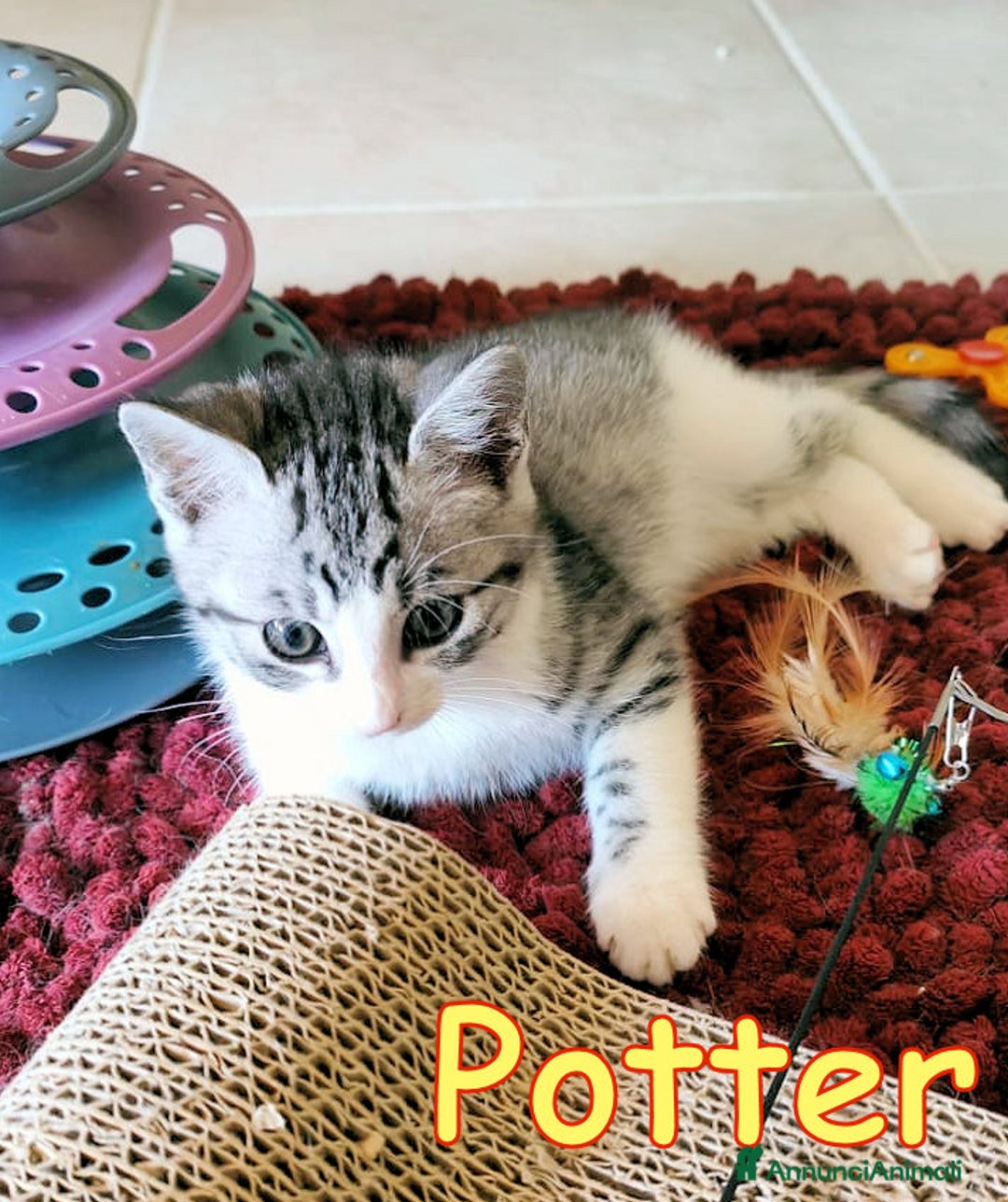 Europeo gatti in regalo: LULU' E POTTER DOLCI GATTINI DI DUE MESI - Immagine 3