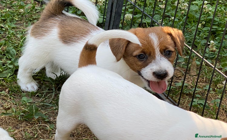 Jack Russell cani a Città metropolitana di Milano - Annuncio 5
