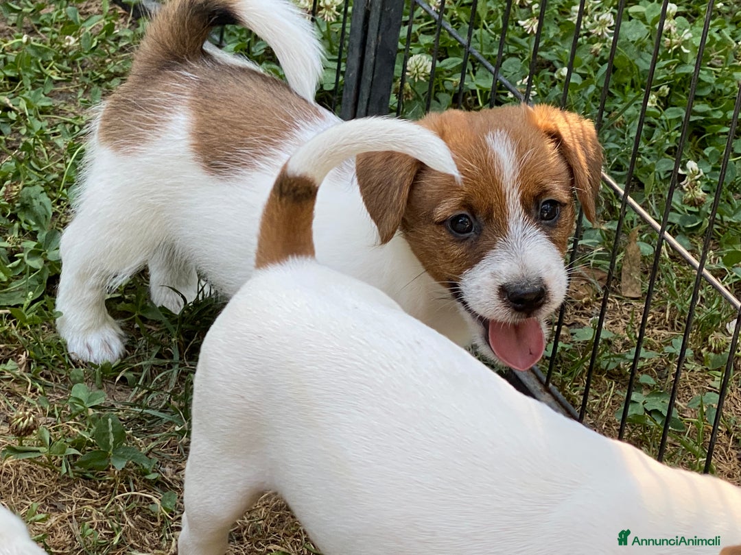 Jack Russell cani in vendita: Jack Russell pelo ruvido due mesi maschio a Città metropolitana di Milano - Immagine 1