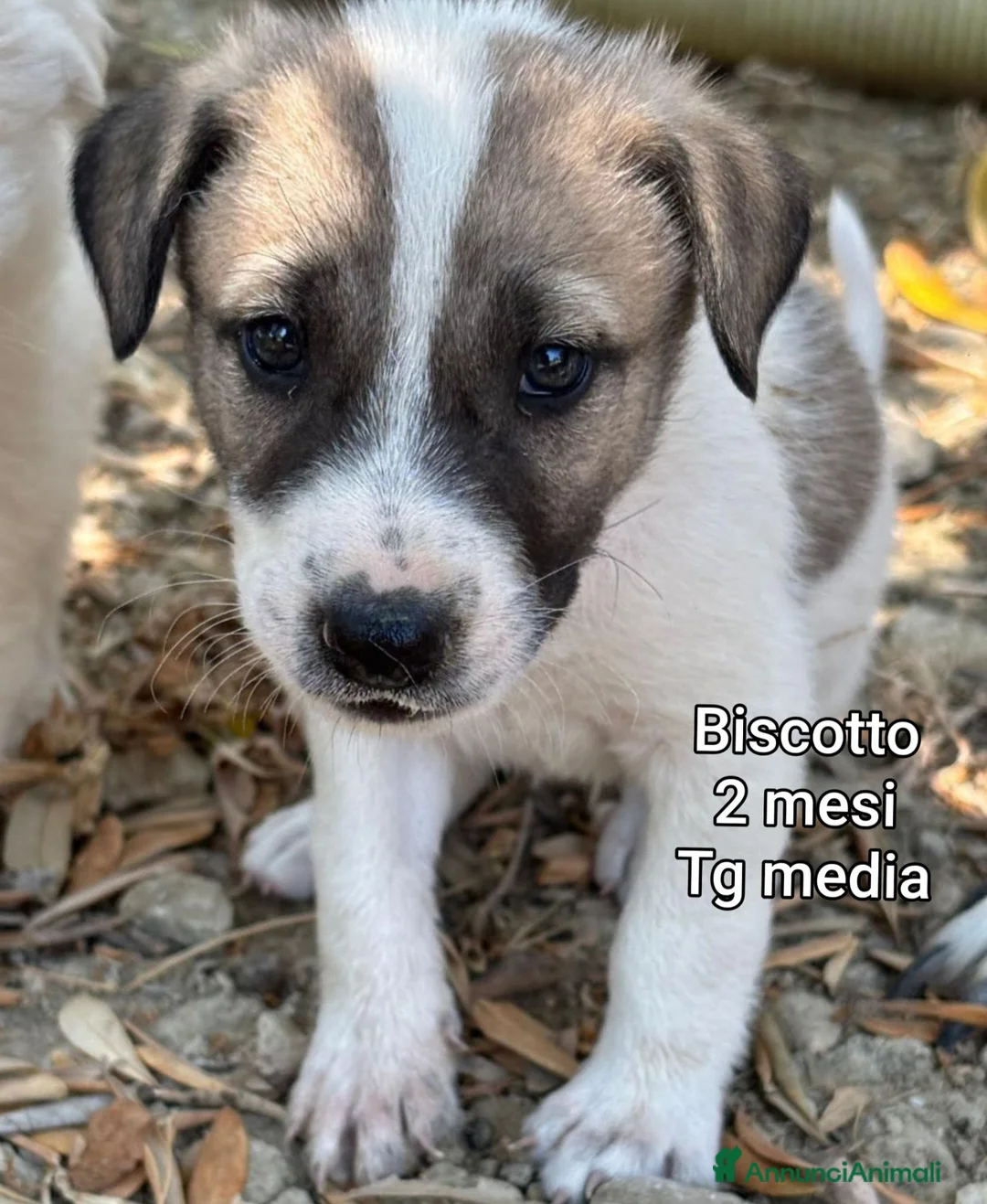 Meticcio cani in regalo: CUCCIOLI IN CERCA D'AMORE  a Provincia di Prato - Annuncio 11