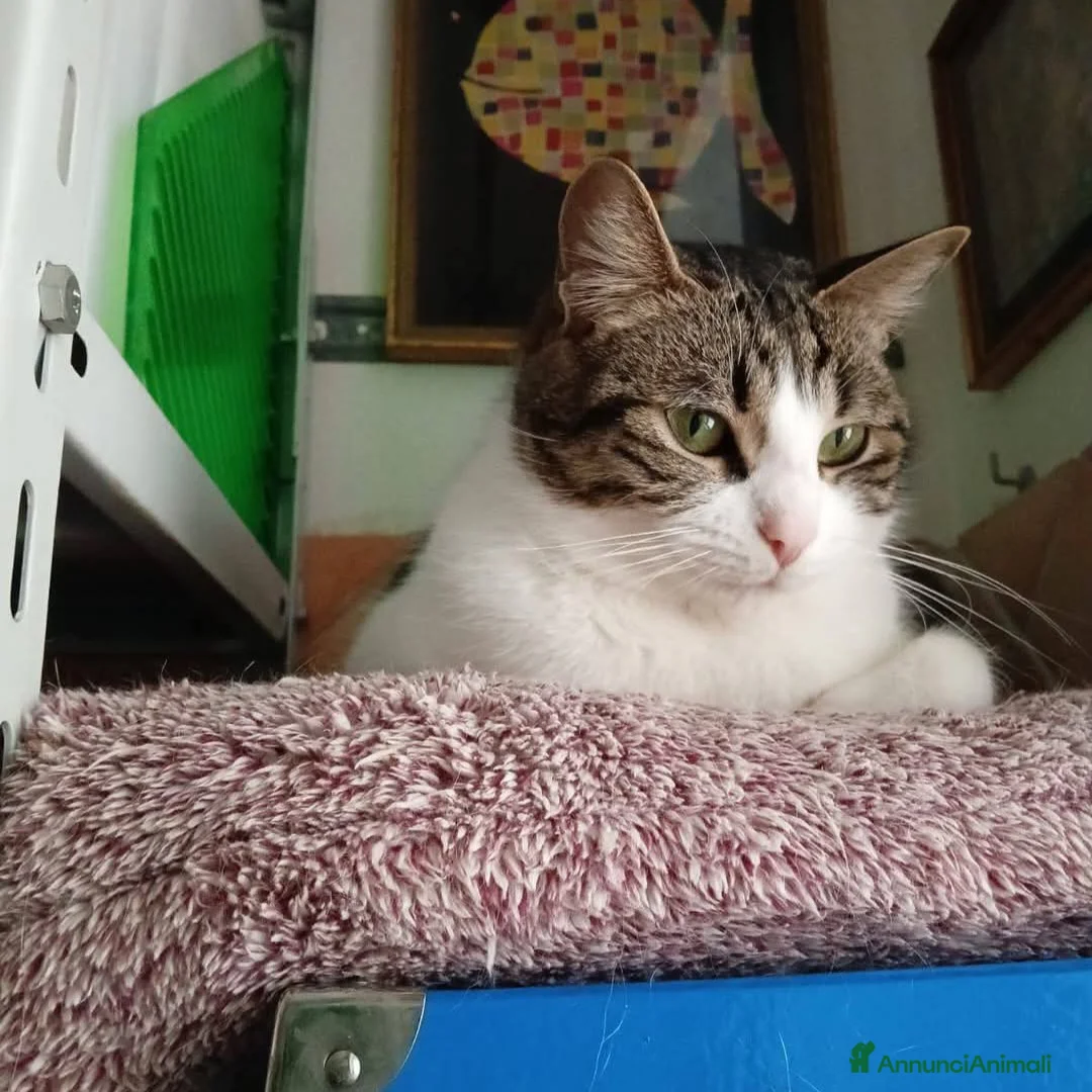 Meticcio gatti in regalo: Gattini - Annuncio 2