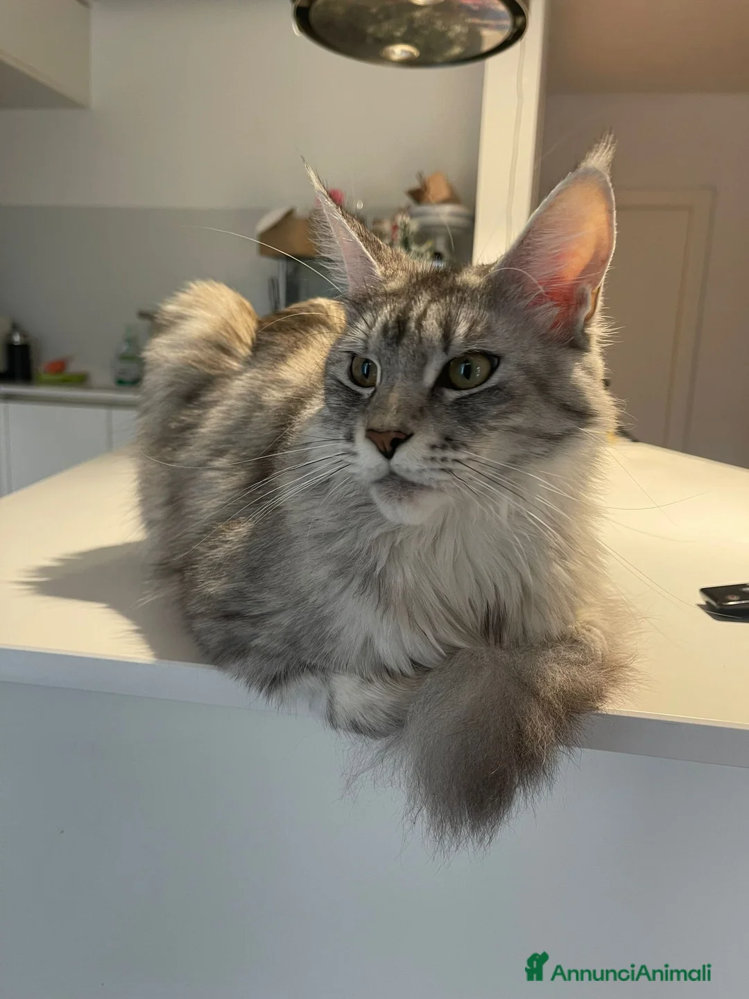 Maine Coon gatti in vendita: Maine coon con pedigree ENFI  - Annuncio 2