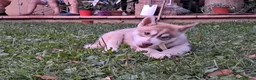 Husky cani in vendita: Splendidi cuccioli di siberian husky - Annuncio 3