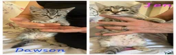 Europeo gatti in regalo: TANTI GATTINI IN ADOZIONE - Annuncio 1
