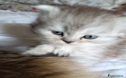 Persiano gatti in vendita: Gattini persiani normotipo Chinchilla  a Provincia di Modena - Immagine 14