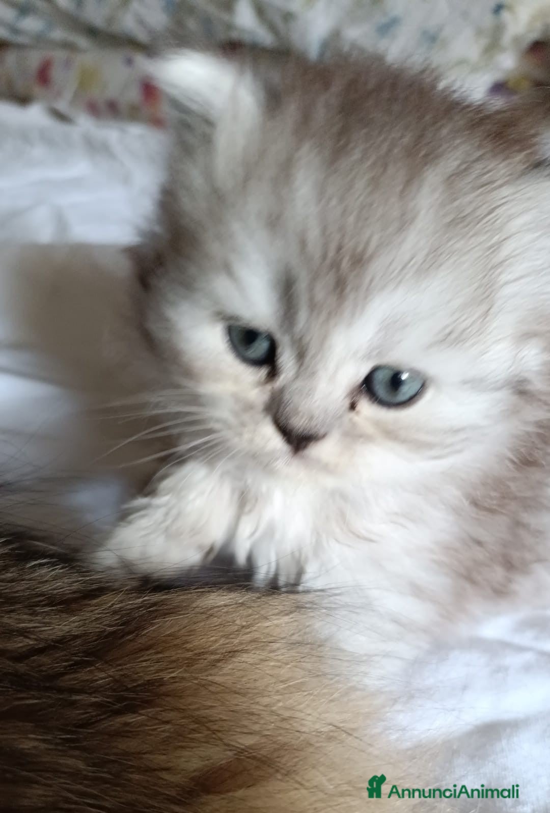 Persiano gatti in vendita: Gattini persiani normotipo Chinchilla  a Provincia di Modena - Immagine 14