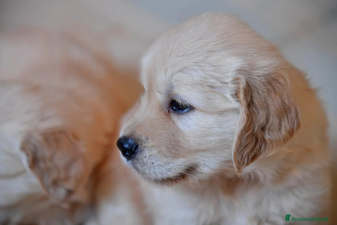 Golden Retriever cani in vendita: Cuccioli Golden Retriever a Provincia di Parma - Annuncio 16