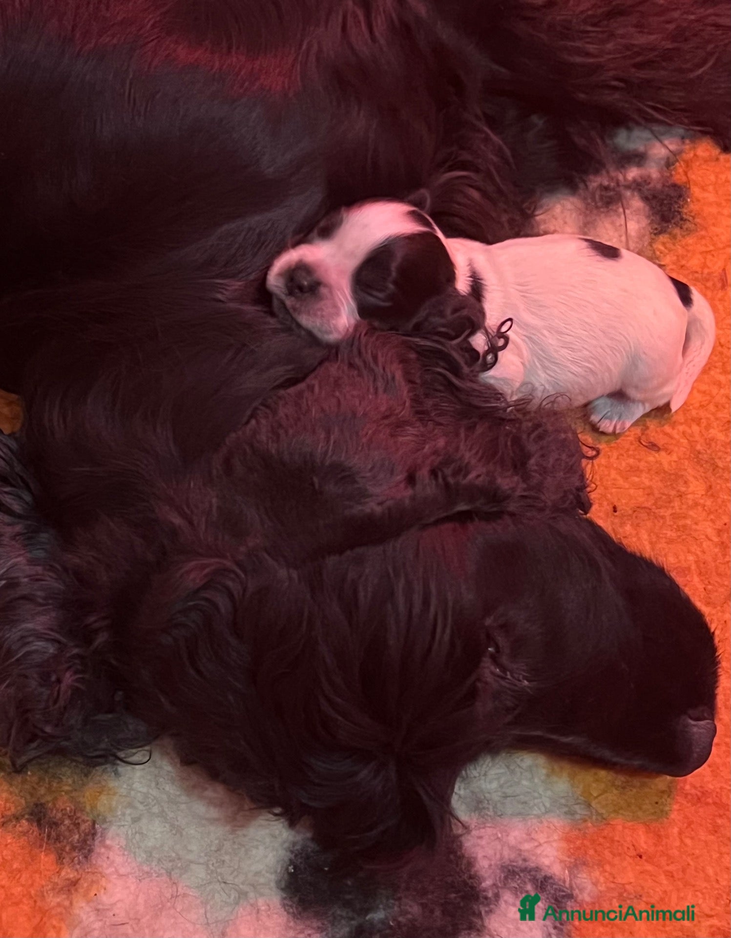 Cocker cani Cocker cucccioli - Annuncio 1