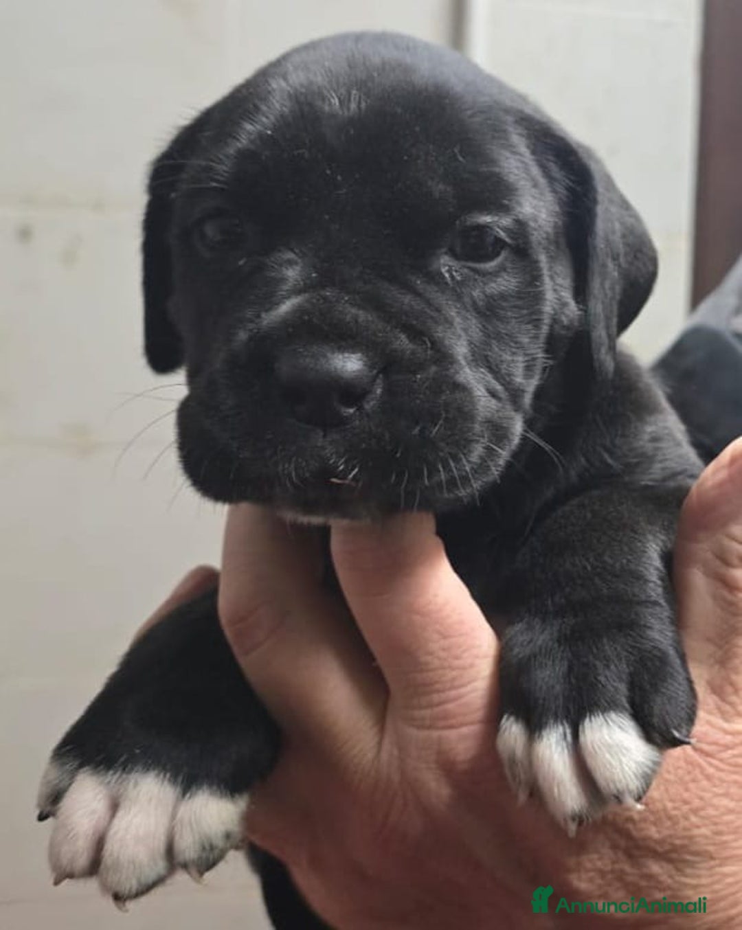Cane Corso cani in vendita: Cuccioli Cane Corso  - Annuncio 5