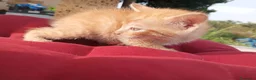 Europeo gatti in regalo: Gattini maschi e femmine  a Città metropolitana di Roma Capitale - Annuncio 8