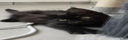 Maine Coon gatti in vendita: Cuccioli Maine Coon maschietti e femminucce  - Annuncio 4