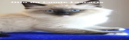 Ragdoll gatti in vendita: gattino razza ragdoll super coccolone a Provincia di Imperia - Annuncio 3
