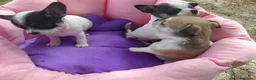 Chihuahua cani in vendita: Chihuahua cuccioli pelo corto  - Annuncio 2