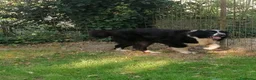 Terranova cani in regalo: Boris, Terranova in Canile  - Annuncio 3