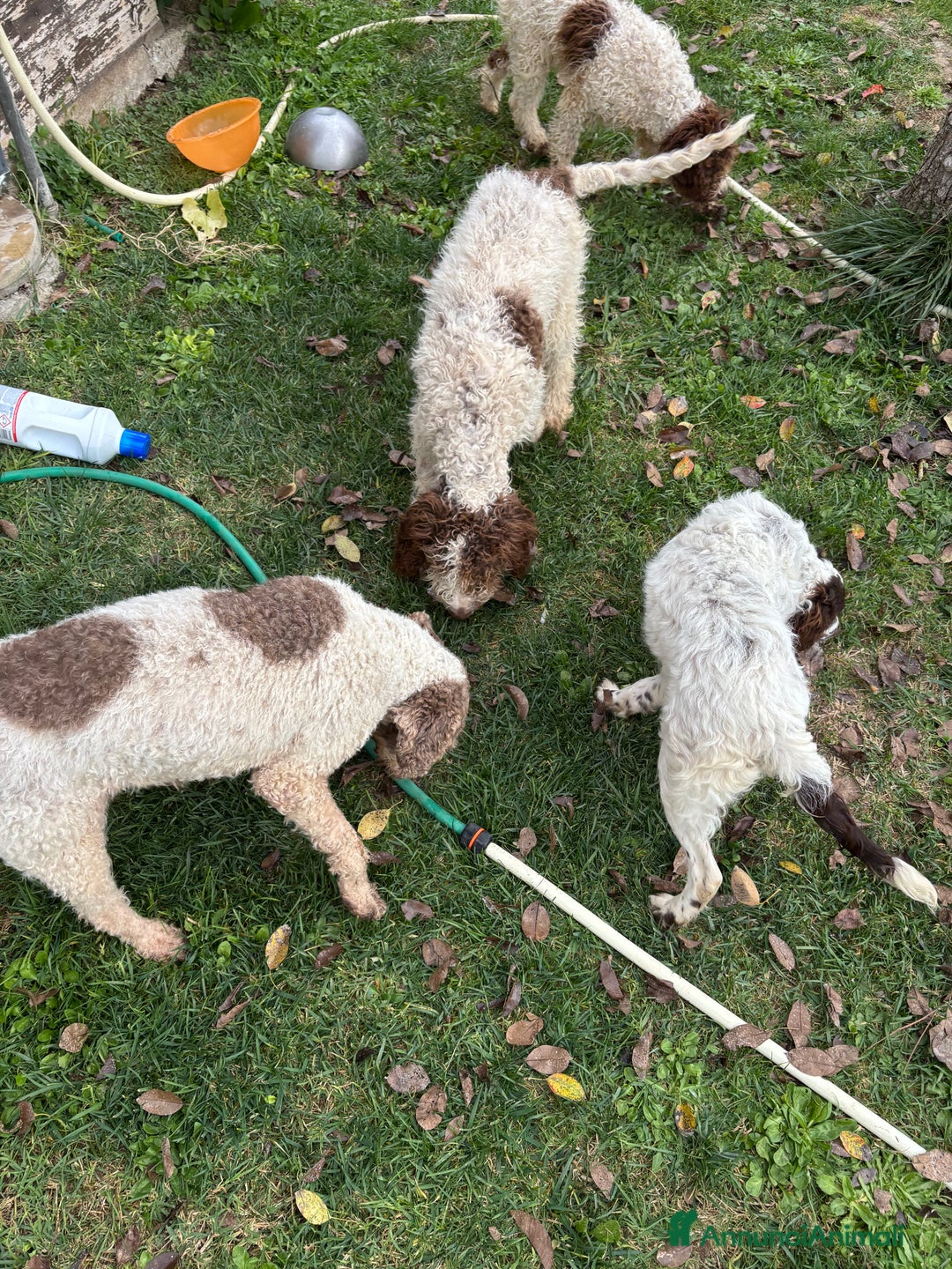 Meticcio cani in vendita: Vendita cani da tartufi  - Annuncio 10