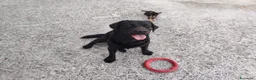 Labrador cani in vendita: LABRADOR RETRIEVER a Provincia di Foggia - Annuncio 3