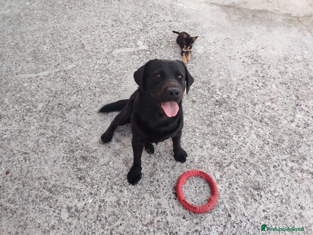 Labrador cani in vendita: LABRADOR RETRIEVER a Provincia di Foggia - Annuncio 3